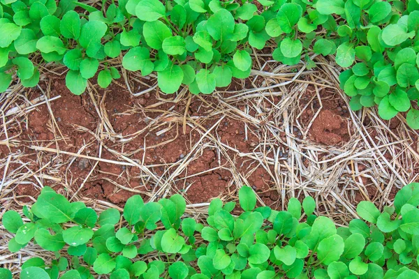 Green vegetables on the ground