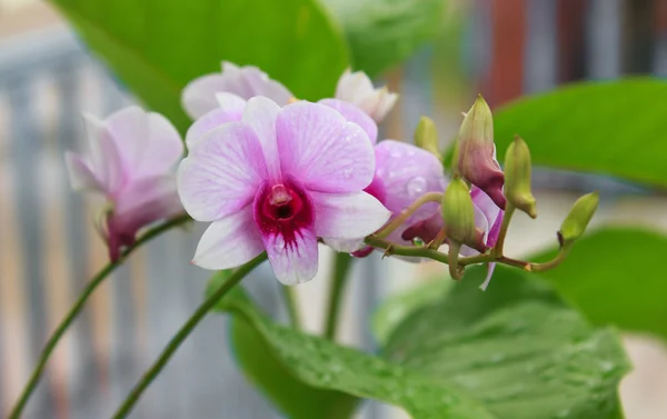 Purple and white orchids — Stock Photo, Image