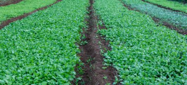 Mavi, pembe ve mor soyut kareler