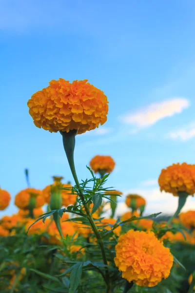 Flor amarilla, caléndula —  Fotos de Stock