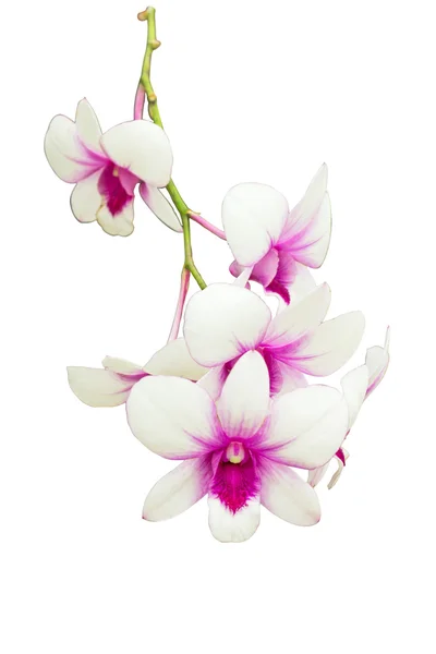 Purple and white orchids — Stock Photo, Image