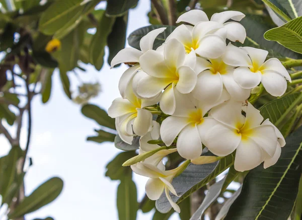 Frangipani çiçekler