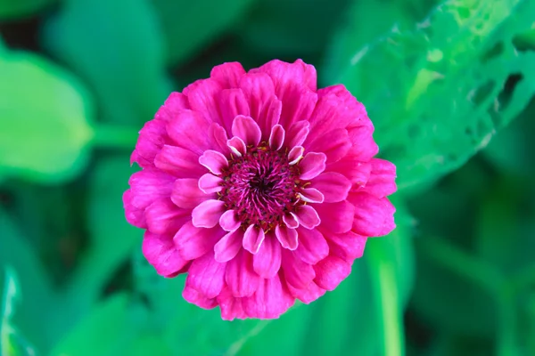 Närbild på en vacker lila röd zinnia blomma — Stockfoto