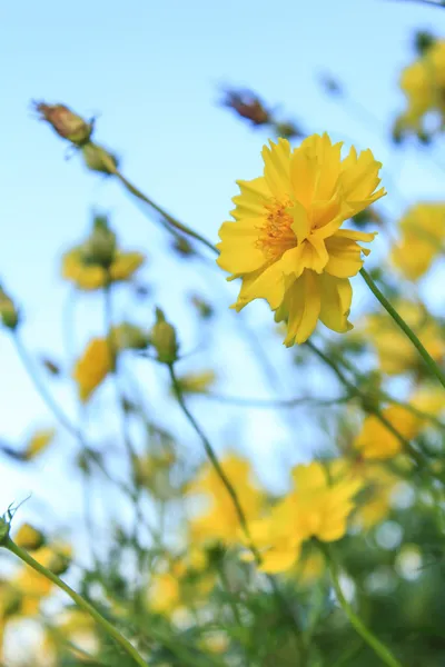 Fiore del cosmo — Foto Stock