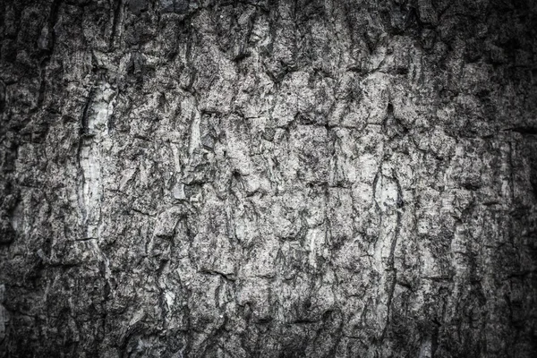 Tree bark texture — Stock Photo, Image