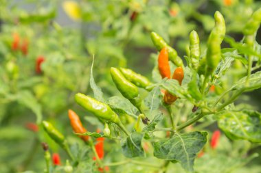 bahçede yeşil biber