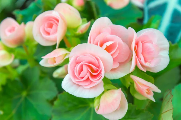 Beautiful mini pink roses — Stock Photo, Image