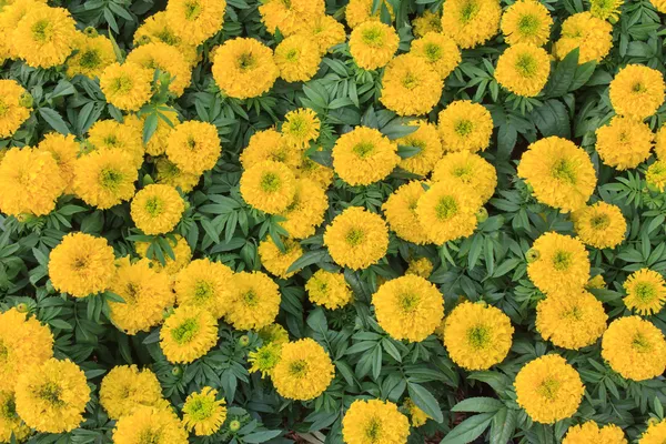 Sárga virág, körömvirág — Stock Fotó
