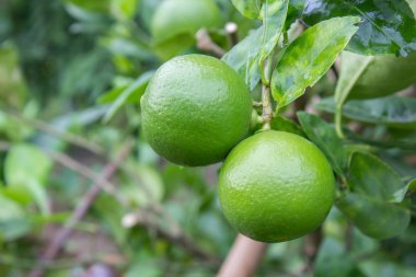 Ağaçta yeşil limon