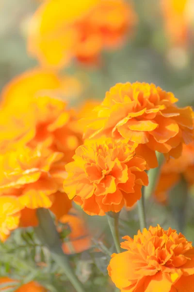 Sarı çiçek, kadife çiçeği — Stok fotoğraf