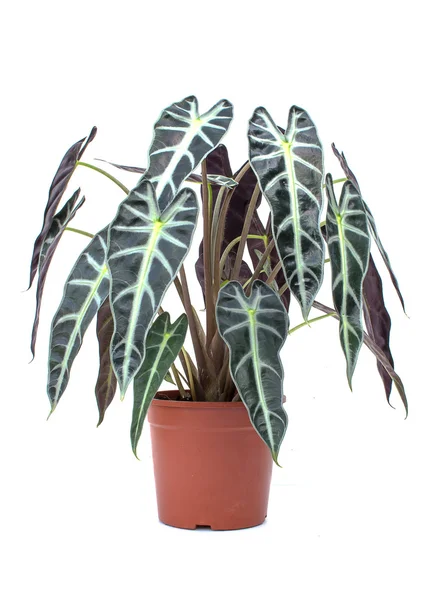 Saksıda yeşil bitki