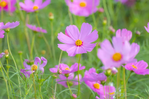 Kosmos blomma — Stockfoto