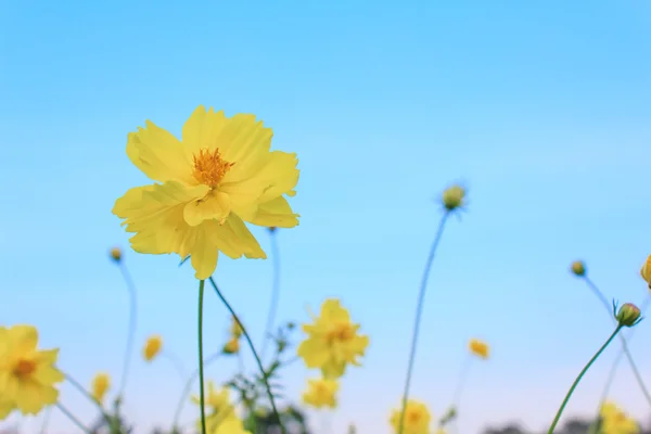 Cosmos çiçek — Stok fotoğraf