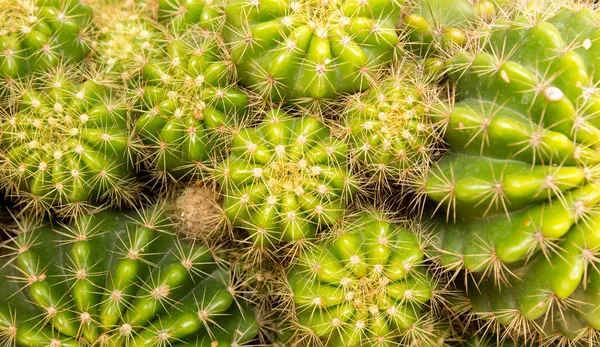 Cacto — Fotografia de Stock