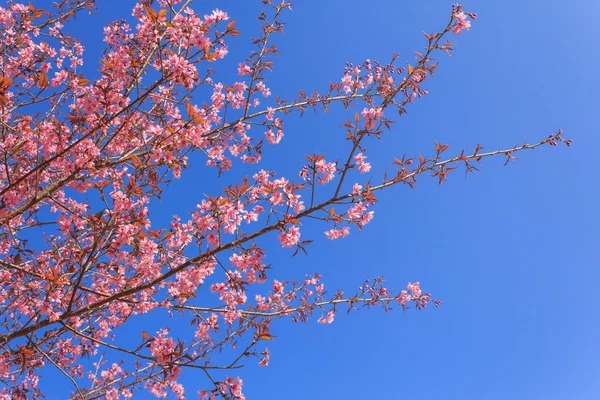 Sakura Pembe çiçek Tayland