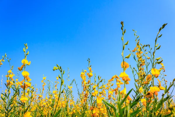 Tayland Sunn kenevir alan (crotalaria juncea)