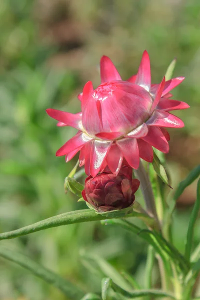 Straw flower, Everlasting — Stock Photo, Image