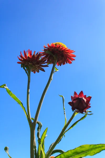 Szalma virág, örök — Stock Fotó