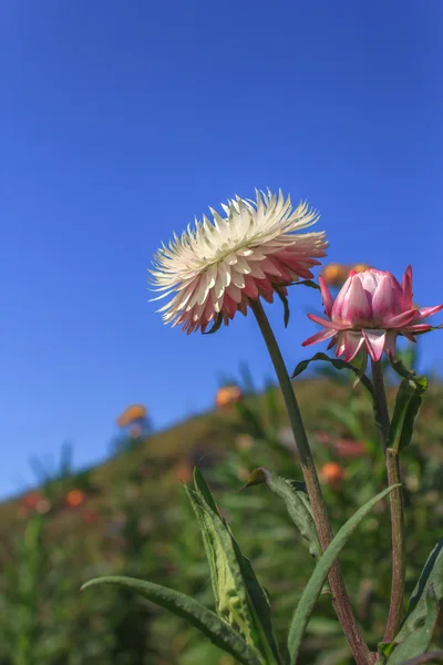 Halm blomma, eviga — Stockfoto