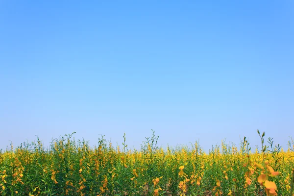 Sunn hemp field (Crotalaria juncea) in Thailand — Stock Photo, Image