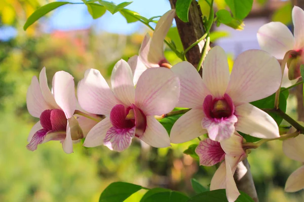 Paarse en witte orchideeën Rechtenvrije Stockfoto's