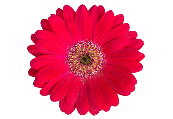 Kırmızı gerbera çiçeği beyaza izole edilmiş.