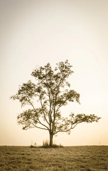 gün batımında ağaçlar siluet