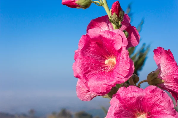 Pink hollyhock (Althaea rosea) — Stock Photo, Image