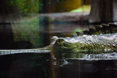 Gharial