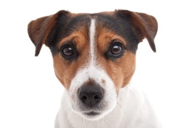 Jack Russell Teriyeri