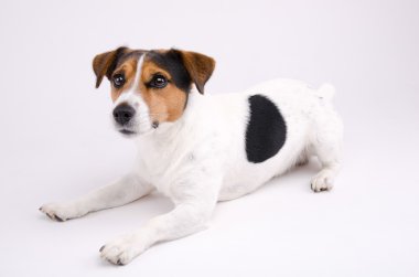 Jack Russell Teriyeri