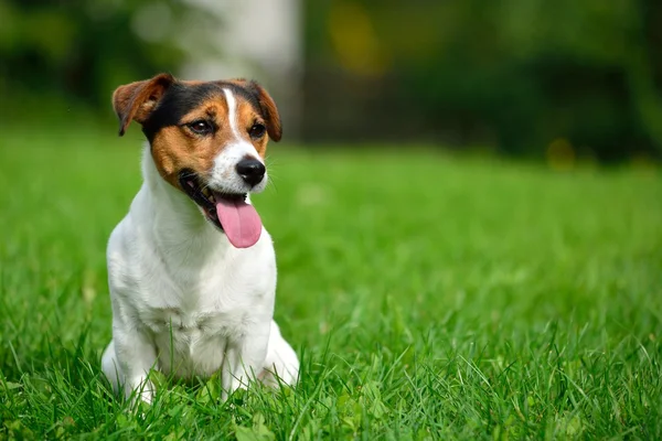 Jack russell terrier-kertben — Stock Fotó