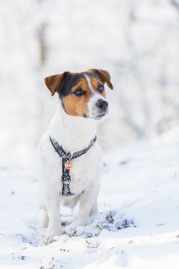 jack Russell terrier karda