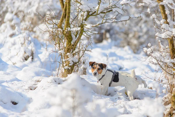 Jack russell terrier kissa i snö — Stockfoto