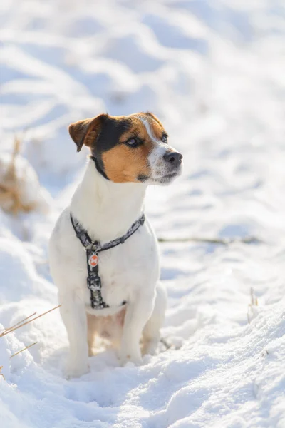 Jack russell terrier na śniegu Zdjęcia Stockowe bez tantiem