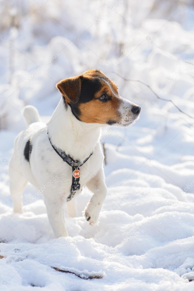 Jack Russell terrier on snow