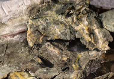 Şımarık Pita ekmeğine dikkatle odaklan. Toz küf, küf, küf ve sporlar.