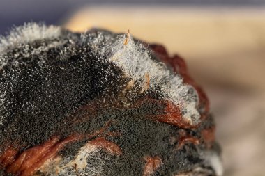 Küf mantarı ve sporları, çürük gıdalar üzerine seçici bir odaklanma. Yiyecek depolama kavramı.