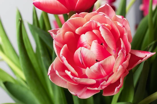 Çerçeveli yeşil yaprakların arka planında şakayık lale çiçeği var. Çiçek arkaplanı