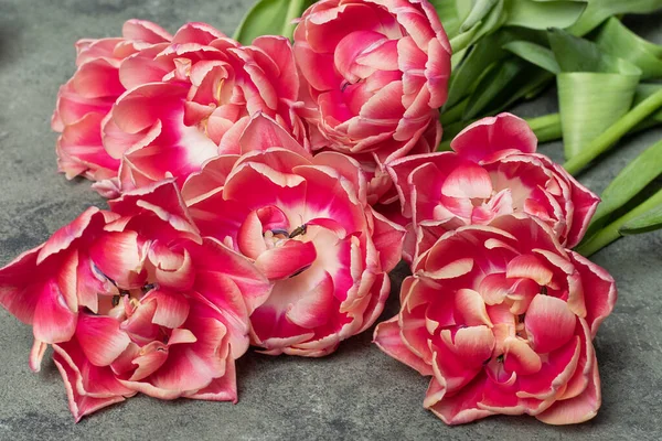 Gri arka planda lale çiçeklerine yakın plan. Pembe ve beyaz laleli çiçek kartı.