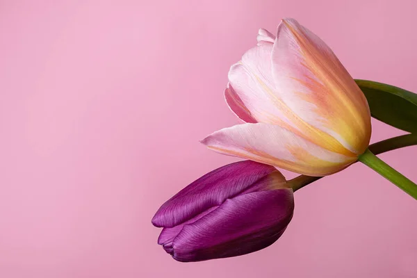 Pembe arka planda iki renkli lale demeti. Narin bahar çiçekleri olan çiçek kartı.