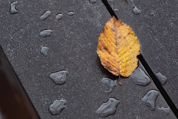 Islak Ahşap Masada Bir Sonbahar Yaprağı Damlacıkları Yalnızlık Kavramı — Stok fotoğraf