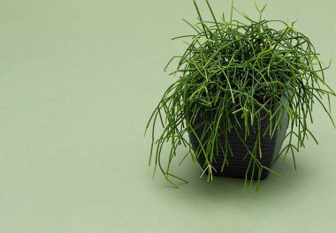 Rhipsalis baccifera 'nın gri saksıda yeşil arka planda yan görünüşü. Yumuşak iğneli kaktüs türü.