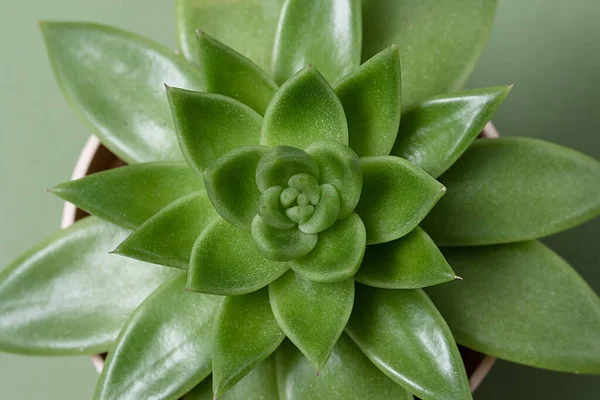 Vista Superior Verde Suculento Echeveria Agavoides Quadro Completo Flor Suculenta — Fotografia de Stock