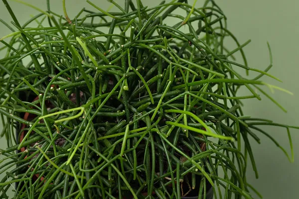 Top View Rhipsalis Baccifera Selective Focus Green Background Variety Succulents — Stock Photo, Image