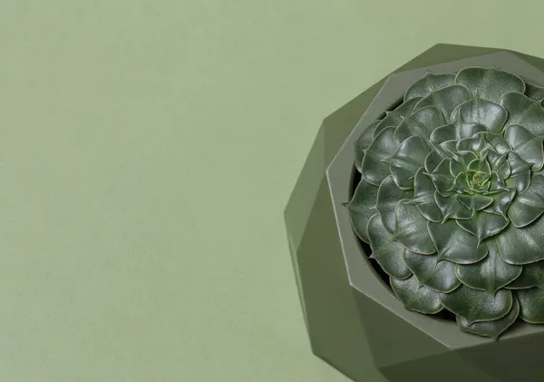 Άποψη Του Πράσινου Ζουμερά Graptopitalum Καμπαναριό Πράσινο Μονόχρωμο Φόντο Χυμώδες — Φωτογραφία Αρχείου