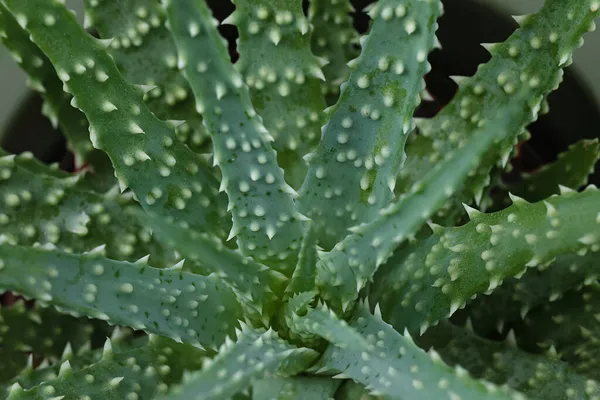 Full Frame Aloe Humilis Κάτοψη Παχύρρευστα Φύλλα Κοντά Επιλεκτική Εστίαση — Φωτογραφία Αρχείου
