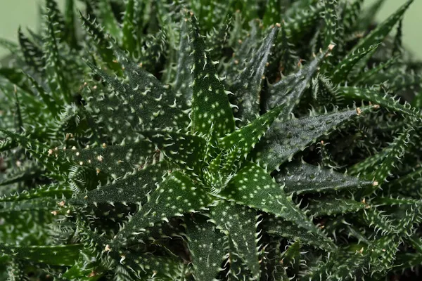 Seçici odaklı Aloe Haworthioides 'in tam çerçeve görüntüsü. Dikenli, keskin aloe yapraklarının yakın çekimi