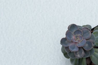 Echeveria gibbiflora 'nın en iyi manzarası. Işık arkaplanda çiçek olan tebrik kartı