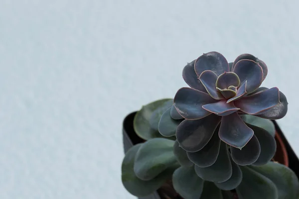 배경에 장식용 꽃병에 가까이 Echeveria Gibbiflora — 스톡 사진